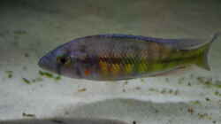 Harpagochromis Maennchen 31.03.2010
