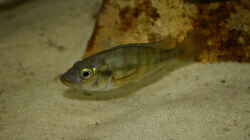 Harpagochromis Maennchen 17.03.10