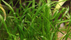 Pflanzen im Aquarium Südamerikabecken