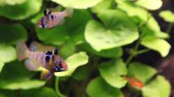 Schmetterlingsbuntbarsche