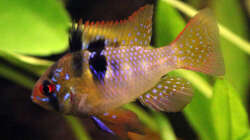 Schmetterlingsbuntbarsch Männchen