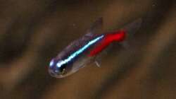 Besatz im Aquarium Südamerikabecken