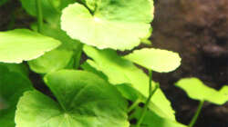 Pflanzen im Aquarium Südamerikabecken