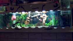 Aquarium Aquariumanlage Diskus & mehr Becken 16219