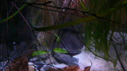 Dekoration im Aquarium Fotokasten