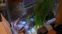 Pflanzen im Aquarium Fotokasten