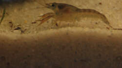 Besatz im Aquarium Fotokasten