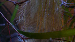 Pflanzen im Aquarium Fotokasten