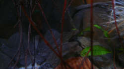 Dekoration im Aquarium Fotokasten