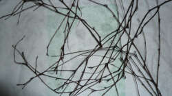 Dekoration im Aquarium Fotokasten