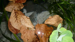 Dekoration im Aquarium Fotokasten