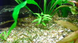 Pflanzen im Aquarium Becken 16226