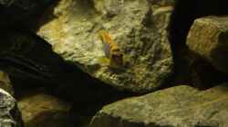 Labidochromis hongi ´red top´
