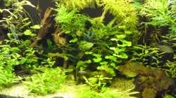 Aquarium Gesellschaftsbecken