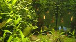 Aquarium Gesellschaftsbecken