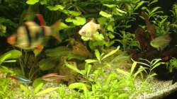 Aquarium Gesellschaftsbecken