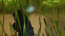 Mein Zwergfadenfisch unter seiner Schwimmpflanzendecke : ) (alt)