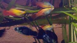 Besatz im Aquarium bearbeitung es kommt ein neues mit 450L bilder sin