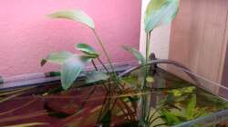 Pflanzen im Aquarium bearbeitung es kommt ein neues mit 450L bilder sin