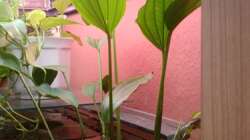 Pflanzen im Aquarium bearbeitung es kommt ein neues mit 450L bilder sin