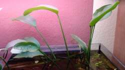 Pflanzen im Aquarium bearbeitung es kommt ein neues mit 450L bilder sin