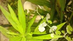 Pflanzen im Aquarium bearbeitung es kommt ein neues mit 450L bilder sin