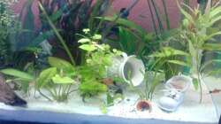 Dekoration im Aquarium bearbeitung es kommt ein neues mit 450L bilder sin