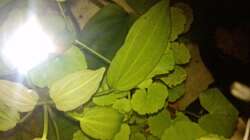 Pflanzen im Aquarium bearbeitung es kommt ein neues mit 450L bilder sin