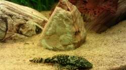 Aquarium Gesellschaftsbecken