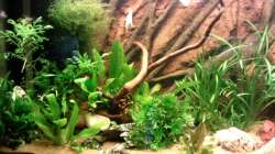 Aquarium Gesellschaftsbecken