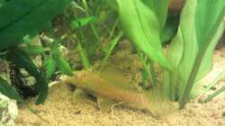 Aquarium Gesellschaftsbecken