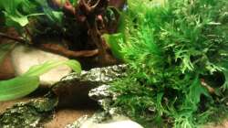 Aquarium Gesellschaftsbecken