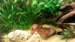 Aquarium Gesellschaftsbecken