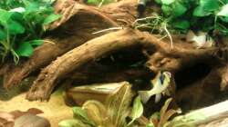 Aquarium Gesellschaftsbecken