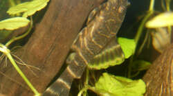 Besatz im Aquarium L-Wels Becken