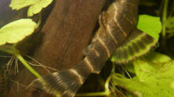 Besatz im Aquarium L-Wels Becken