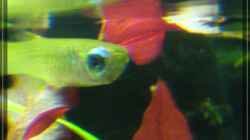 Aplocheilichthys normani - Normans Leuchtaugenfisch