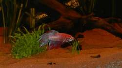 Besatz im Aquarium Nano