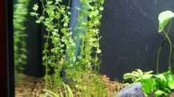 Rundblättriges Perlenkraut (Micranthemum umbrosum)