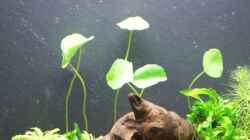 Amerikanischer Wassernabel (Hydrocotyle verticillata)