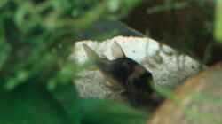 Besatz im Aquarium Artenbecken Corydoras aeneus