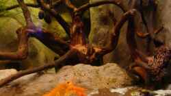 Dekoration im Aquarium Procambarus Clarkii (nur noch als Beispiel)