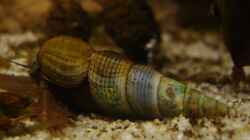 Besatz im Aquarium Procambarus Clarkii (nur noch als Beispiel)