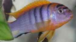 Labidochromis Hongi Red Top