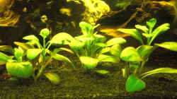 Pflanzen im Aquarium Aqualounge