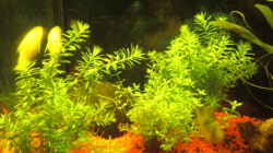 Pflanzen im Aquarium Aqualounge
