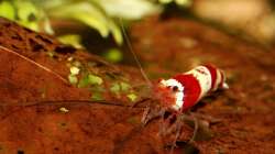 Besatz im Aquarium Red Bee Garnelen