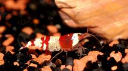 Besatz im Aquarium Red Bee Garnelen