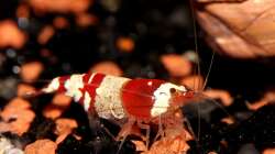 Besatz im Aquarium Red Bee Garnelen