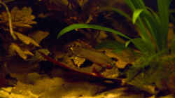 Besatz im Aquarium Rio Negro Motto Becken Nur noch als Bsp.